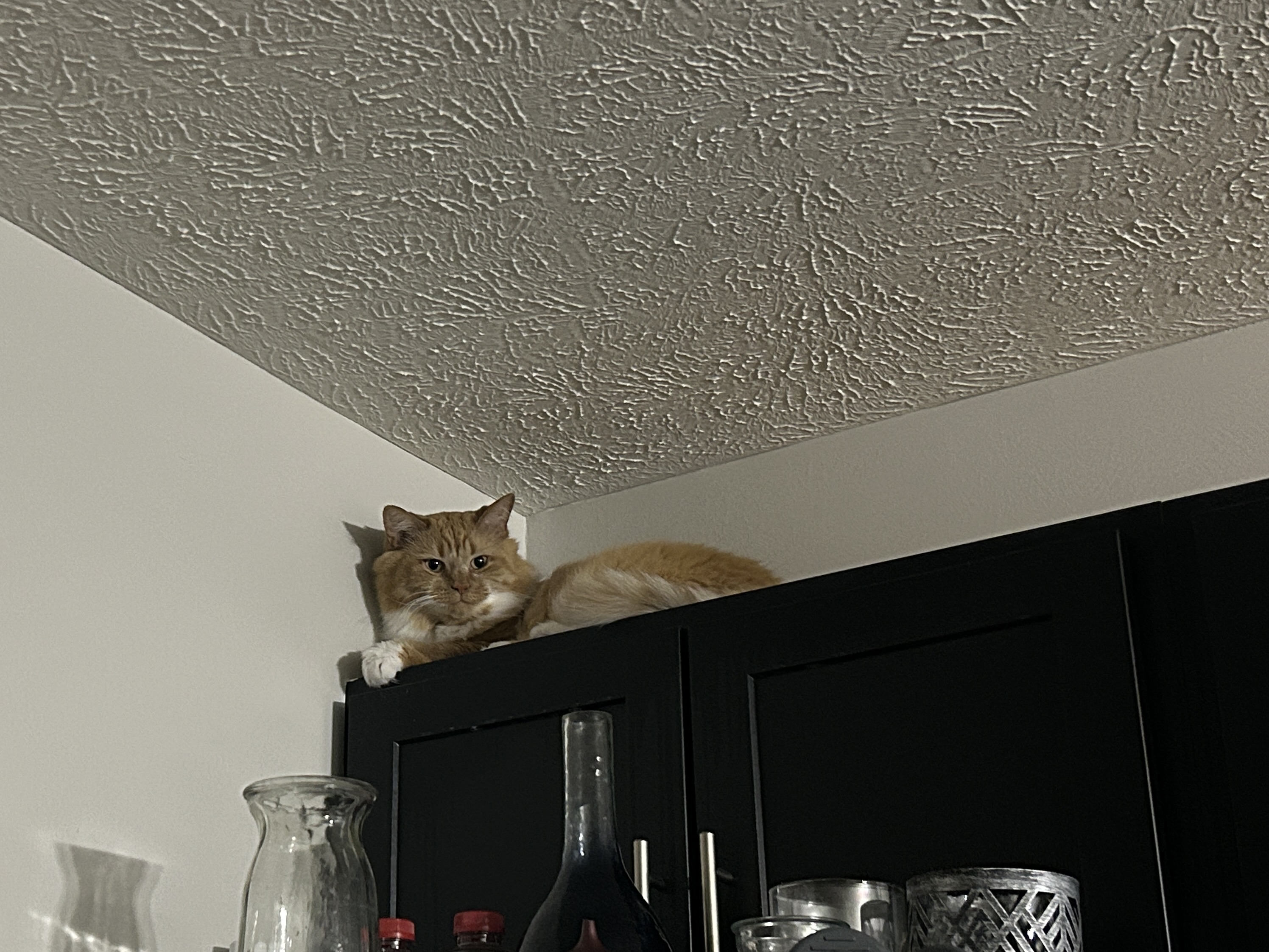 Living with a hairy orange animal